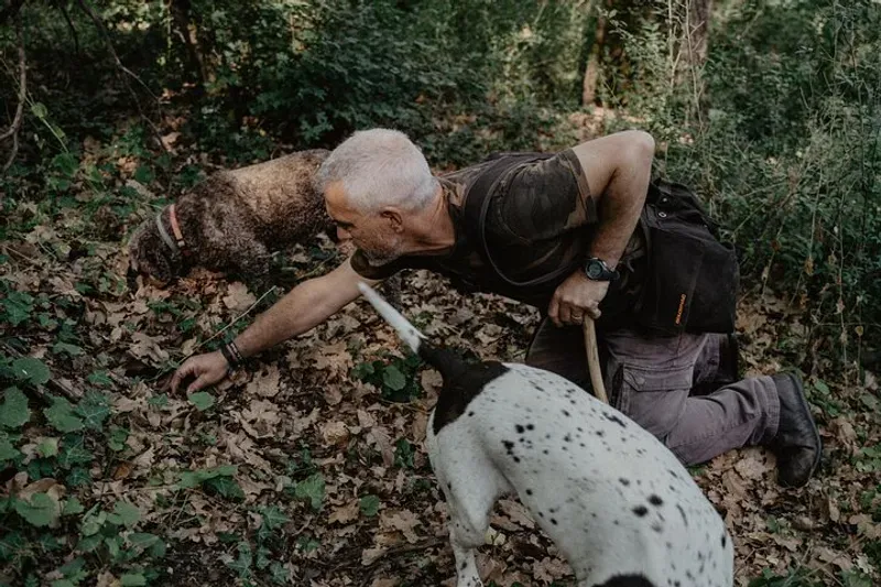 A truffle hunter's dog searching the countryside near Castelnuovo Berardenga on a truffle hunting tour in Siena, Tuscany