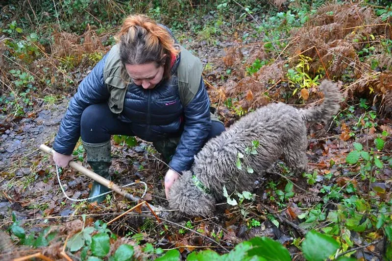 Francesca's truffle hunting dog digging in the San Miniato forest on a truffle hunting tour with lunch in Tuscany