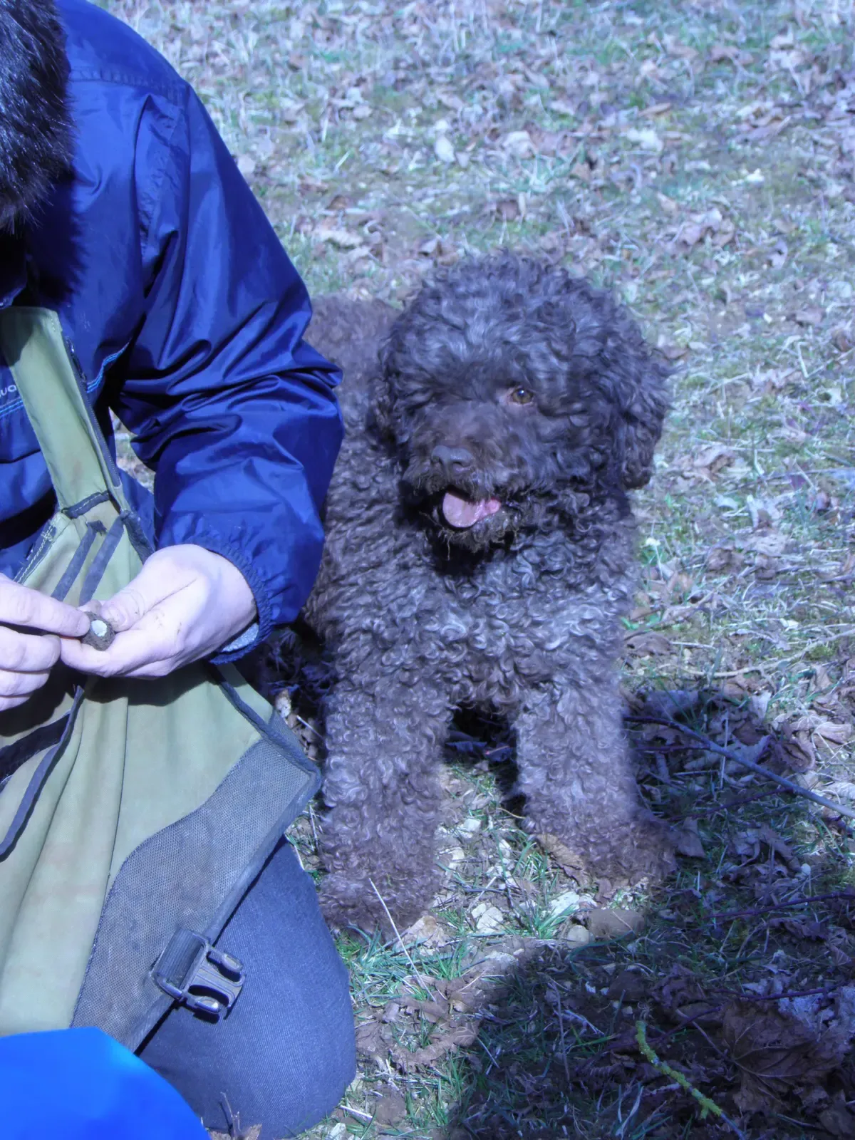 A Lagotto Romagnolo nose-down at work, the method behind every truffle hunting in Tuscany experience