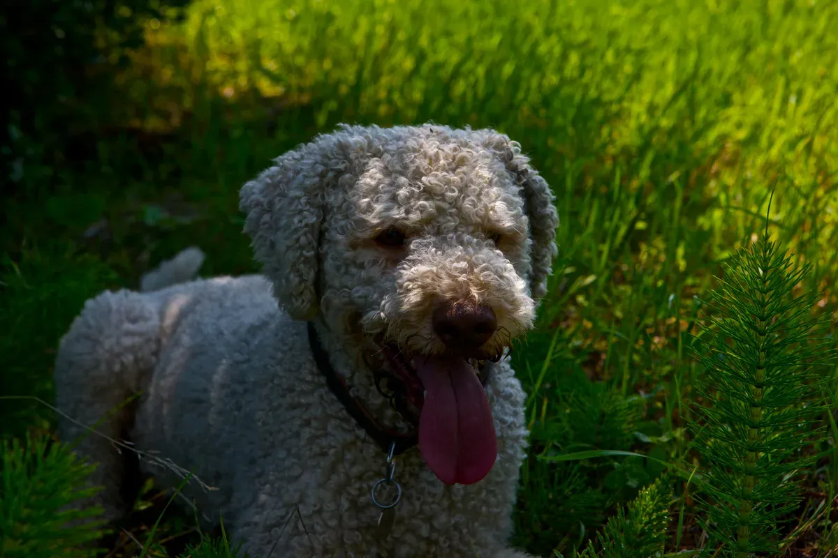 A Lagotto Romagnolo, the curly-coated breed most hunters use for truffle hunting in Tuscany