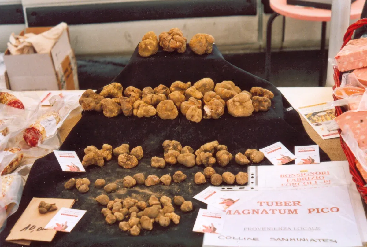 White truffles on a market stall in San Miniato, the prize of autumn truffle hunting in Tuscany