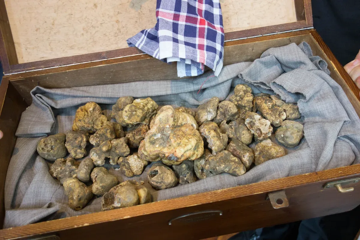 A wooden case of white truffles, the prize of the autumn season for truffle hunting in Tuscany and Piedmont